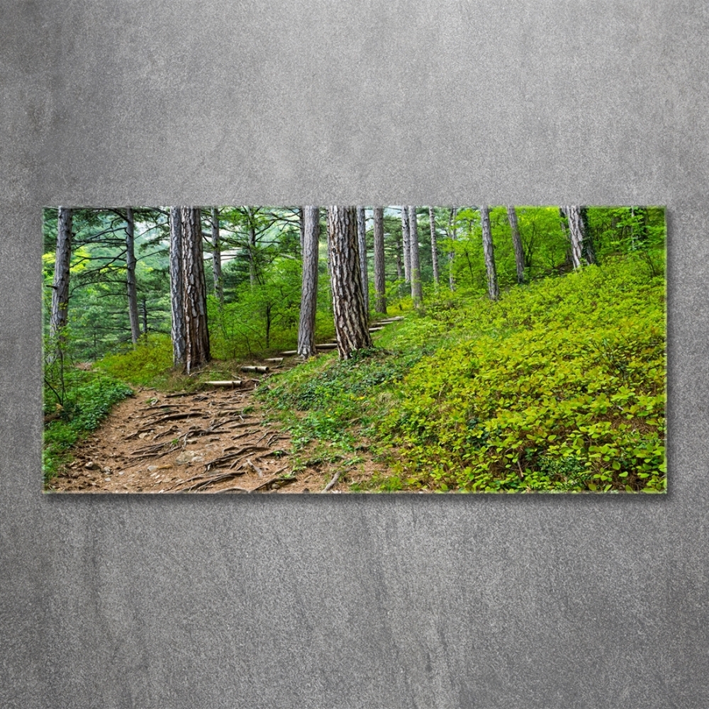 Tableau imprimé sur verre Chemin de forêt