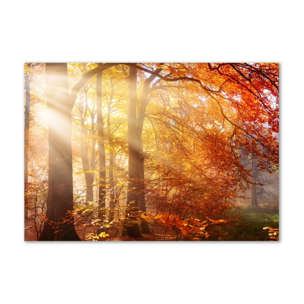 Tableau en verre La forêt d'automne