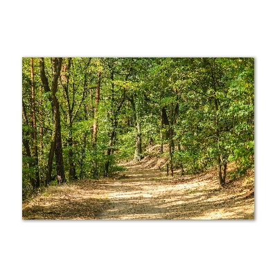 Tableau photo sur verre Sentier forestier