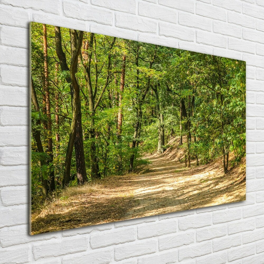 Tableau photo sur verre Sentier forestier