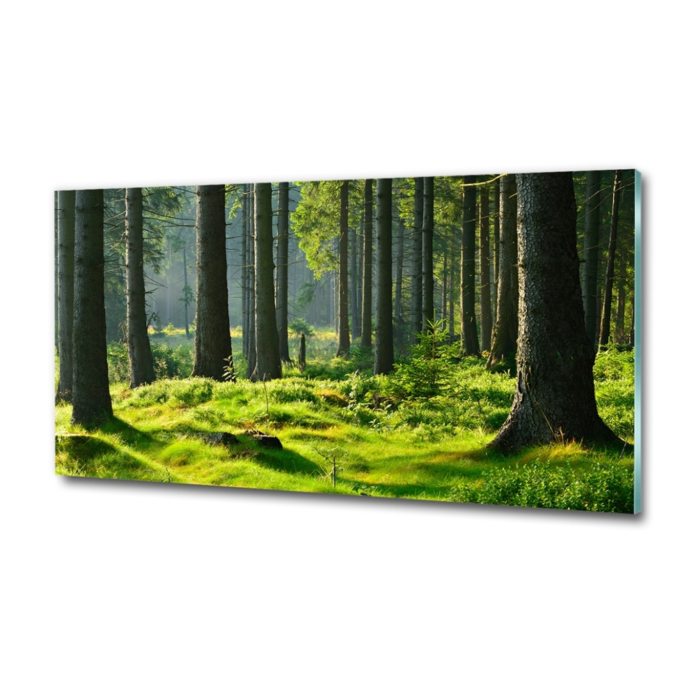 Tableau sur verre Forêt d'épicéas