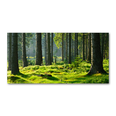 Tableau sur verre Forêt d'épicéas