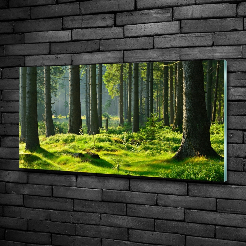 Tableau sur verre Forêt d'épicéas