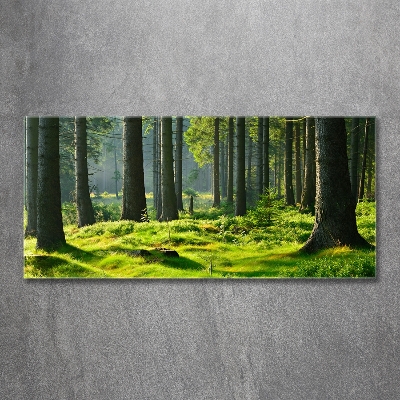 Tableau sur verre Forêt d'épicéas