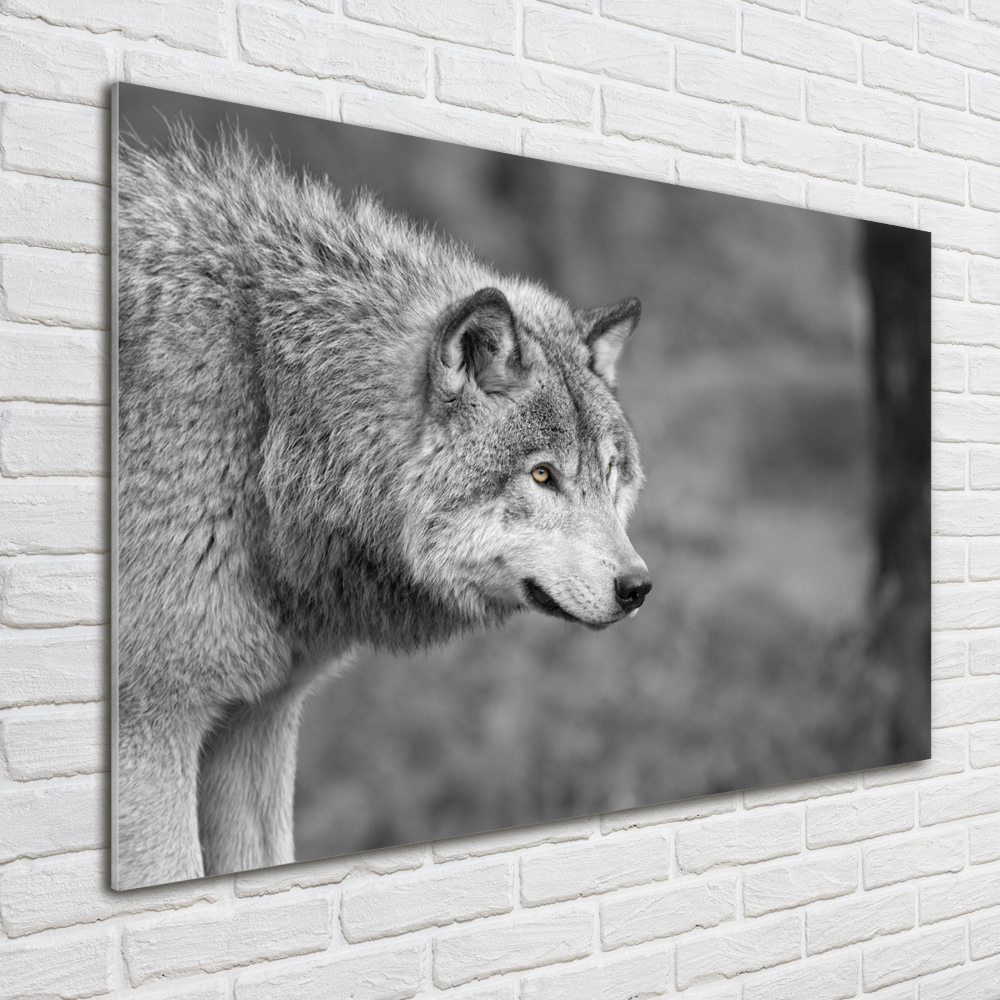 Tableau sur verre Loup gris