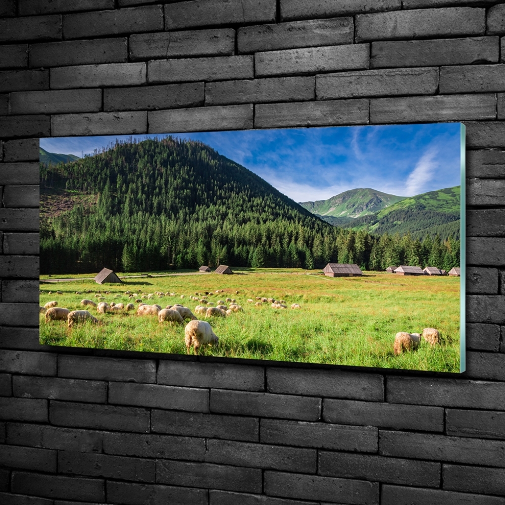 Tableau verre imprimé Mouton dans les Tatras