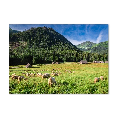 Tableau verre imprimé Mouton dans les Tatras