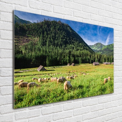 Tableau verre imprimé Mouton dans les Tatras