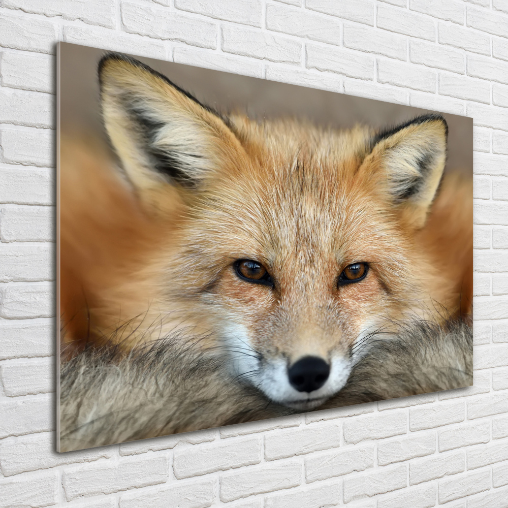 Tableau imprimé sur verre Renard