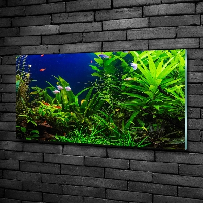 Tableau sur verre Poissons dans un aquarium