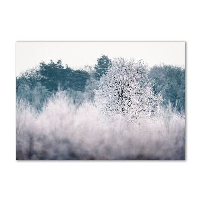 Tableau imprimé sur verre Arbres en hiver