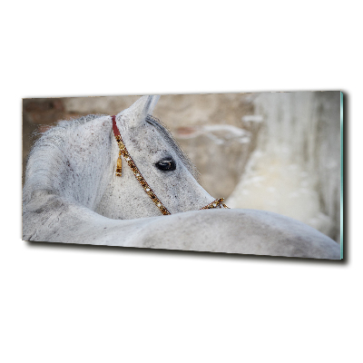 Tableau photo sur verre Cheval arabe blanc