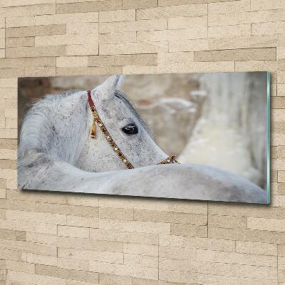 Tableau photo sur verre Cheval arabe blanc