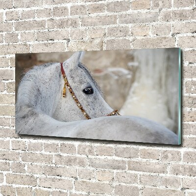 Tableau photo sur verre Cheval arabe blanc