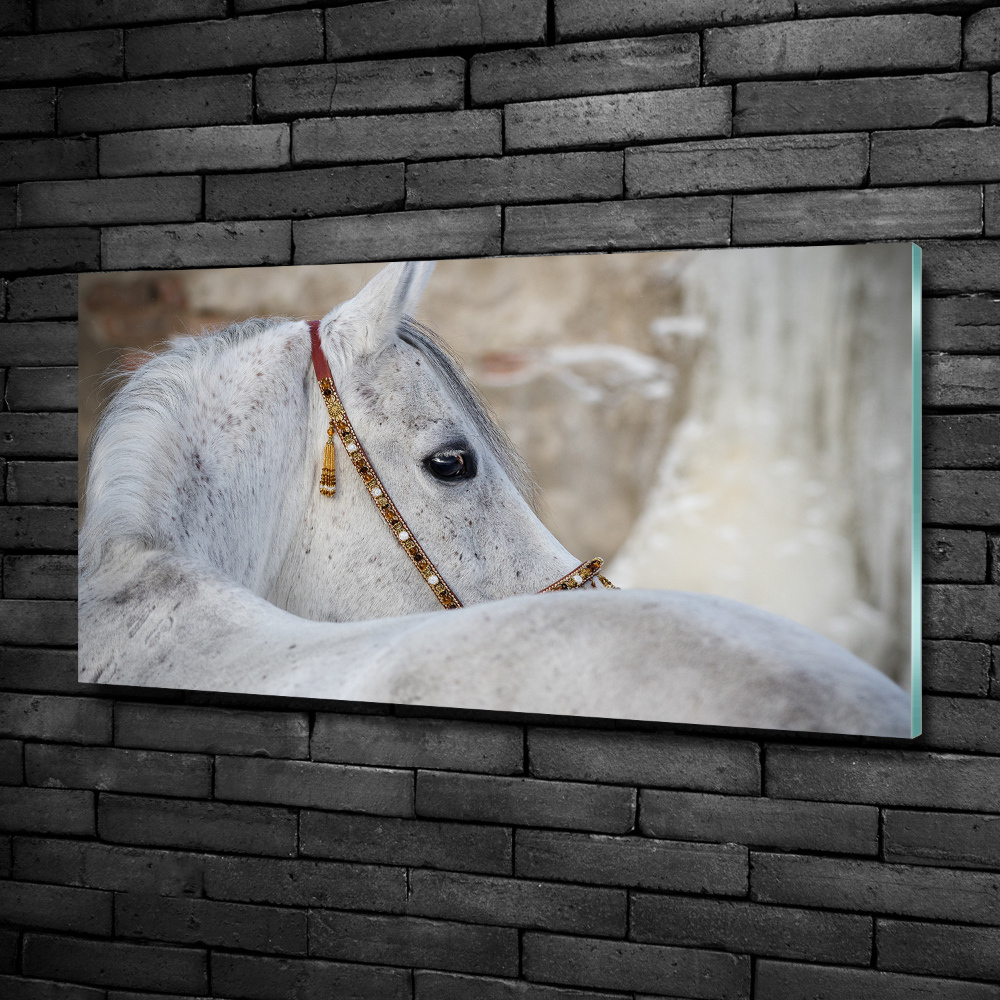 Tableau photo sur verre Cheval arabe blanc