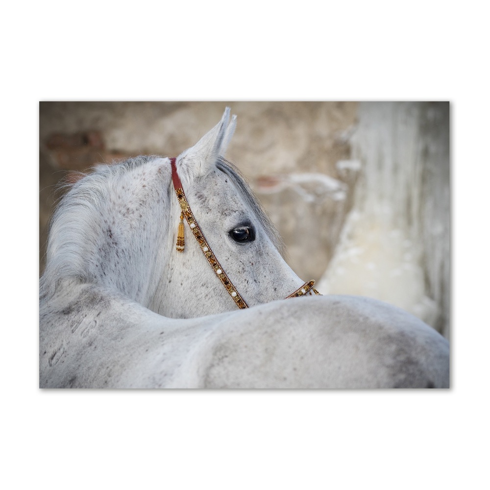 Tableau photo sur verre Cheval arabe blanc