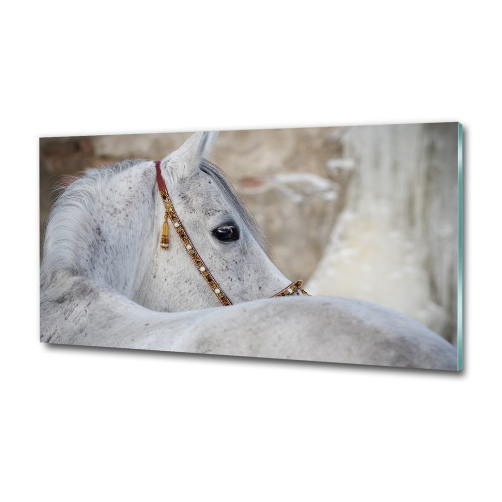 Tableau photo sur verre Cheval arabe blanc