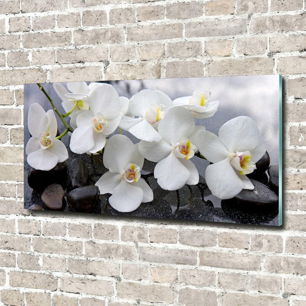 Tableau photo sur verre Fleur de l'orchidée