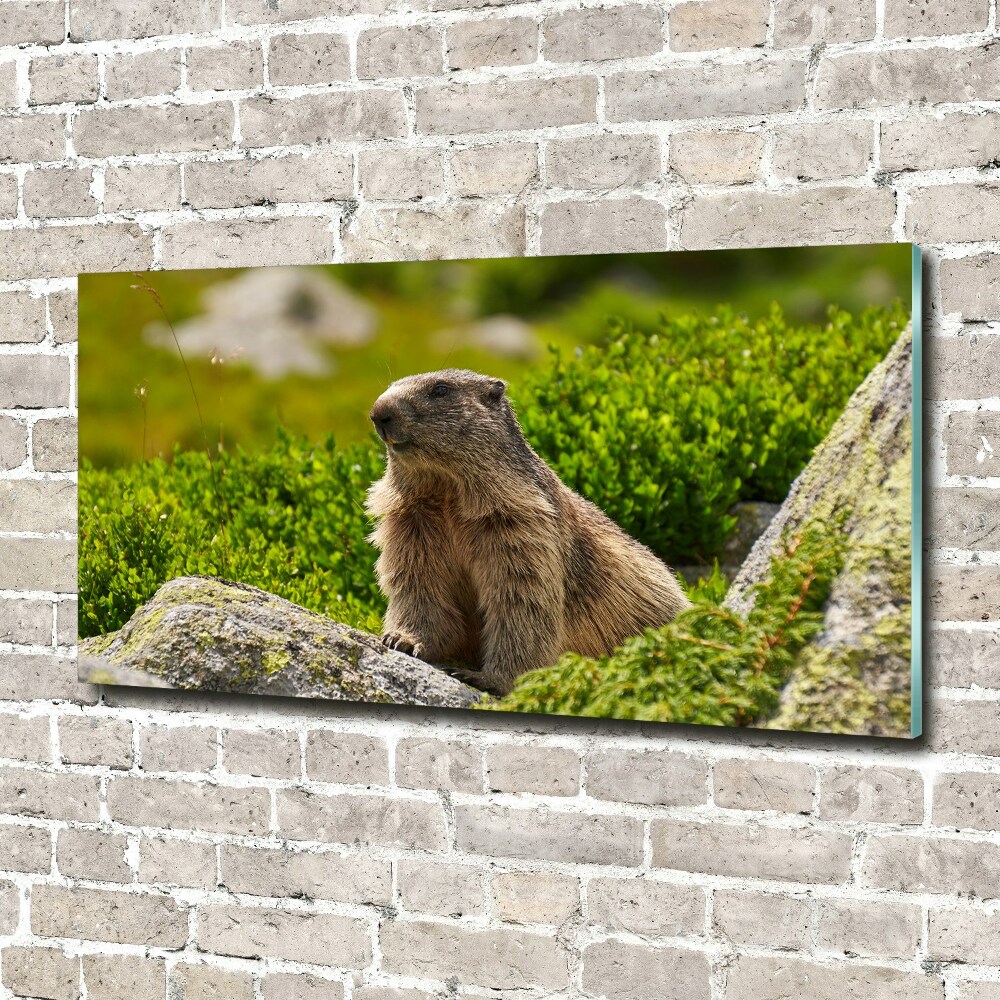 Tableau en verre Marmotte des Tatras