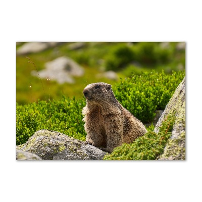 Tableau en verre Marmotte des Tatras