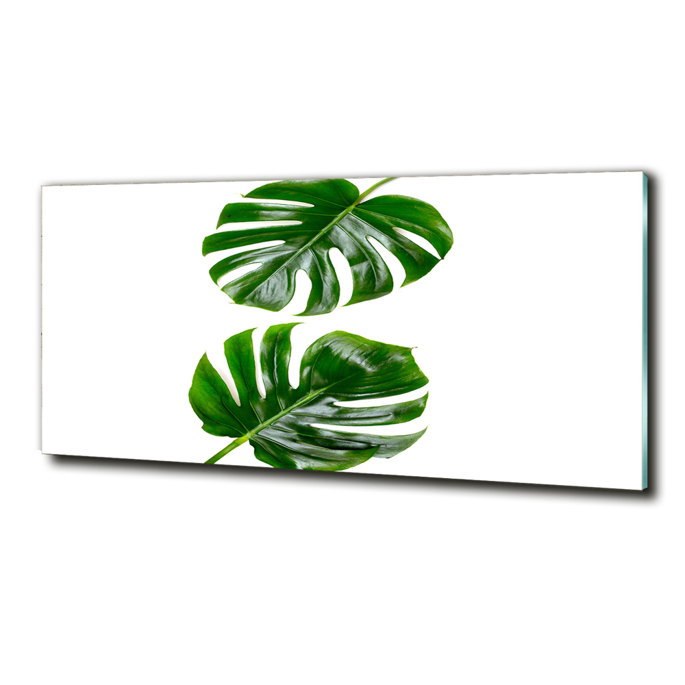 Tableau verre imprimé Monstera feuilles