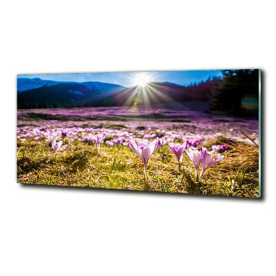 Tableau en verre Crocus dans une clairière