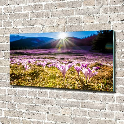 Tableau en verre Crocus dans une clairière