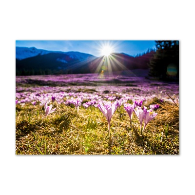 Tableau en verre Crocus dans une clairière