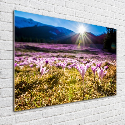 Tableau en verre Crocus dans une clairière