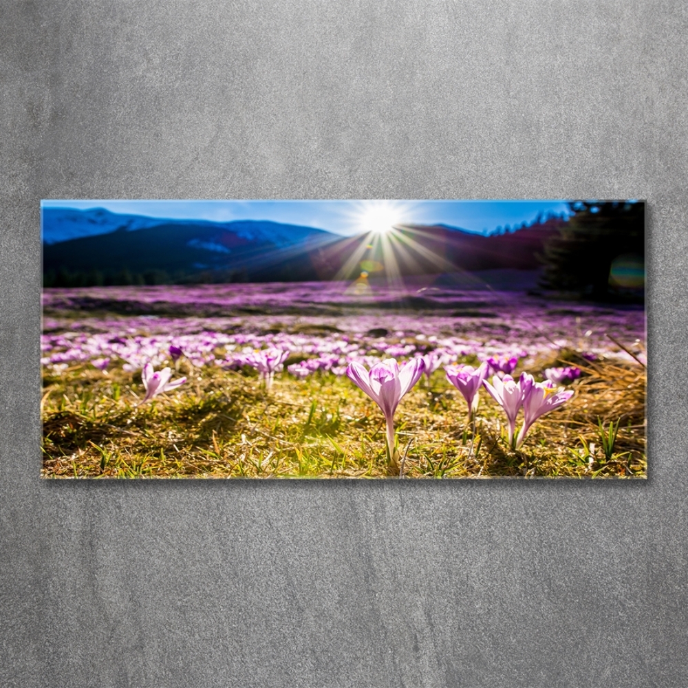 Tableau en verre Crocus dans une clairière