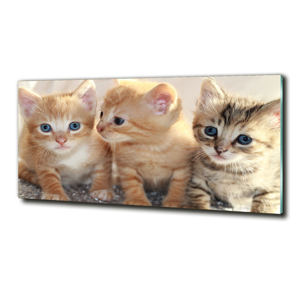 Tableau en verre Petits chats