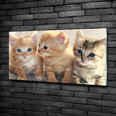 Tableau en verre Petits chats