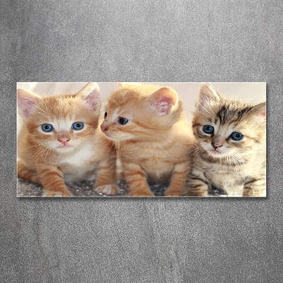 Tableau en verre Petits chats