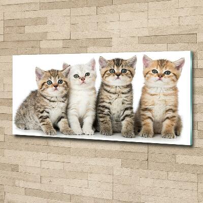 Tableau sur verre Petits chats