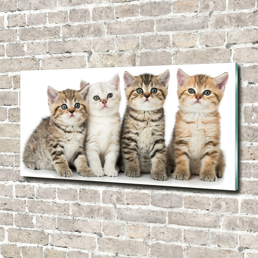 Tableau sur verre Petits chats