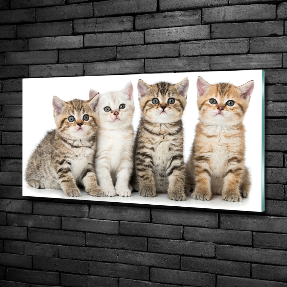 Tableau sur verre Petits chats