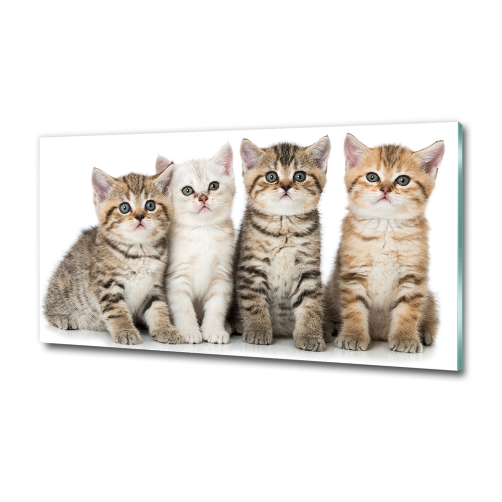 Tableau sur verre Petits chats