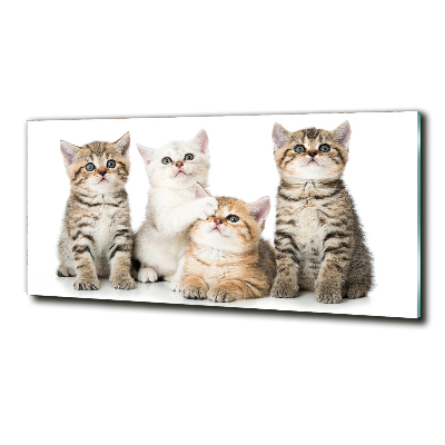 Tableau photo sur verre Petits chats