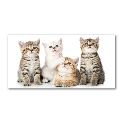 Tableau photo sur verre Petits chats