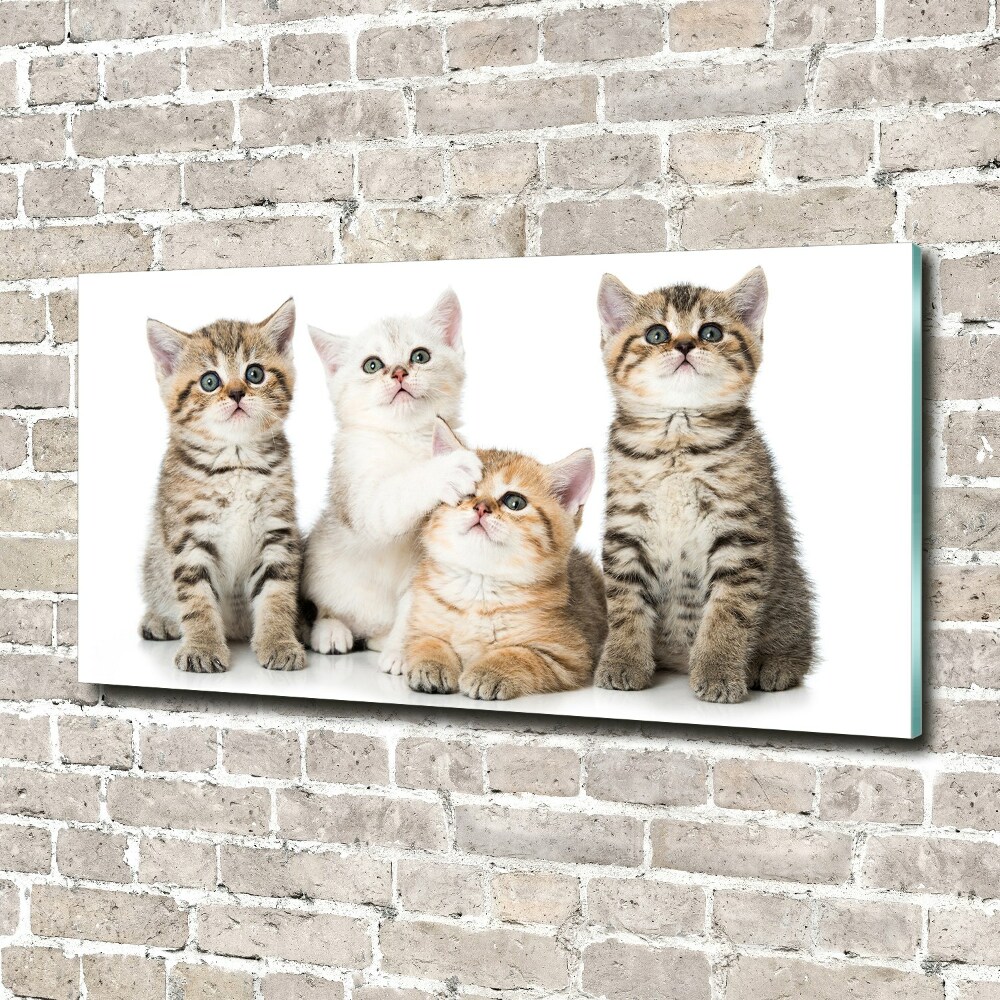 Tableau photo sur verre Petits chats