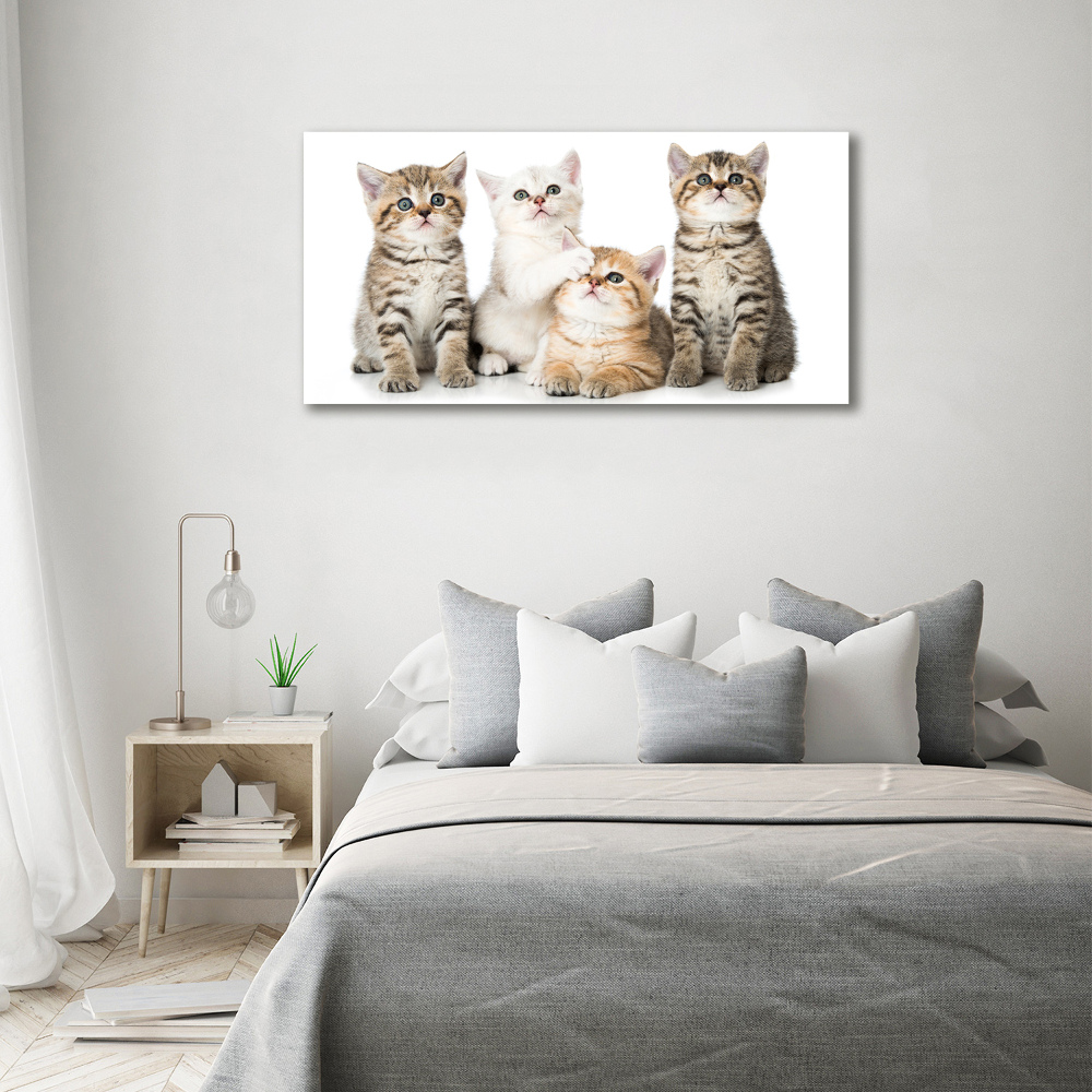 Tableau photo sur verre Petits chats