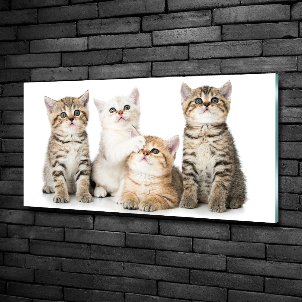 Tableau photo sur verre Petits chats