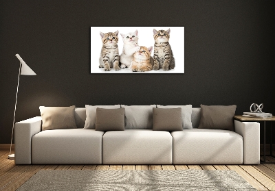 Tableau photo sur verre Petits chats