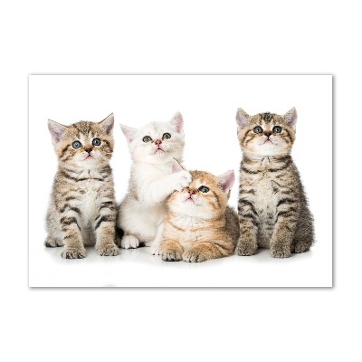 Tableau photo sur verre Petits chats