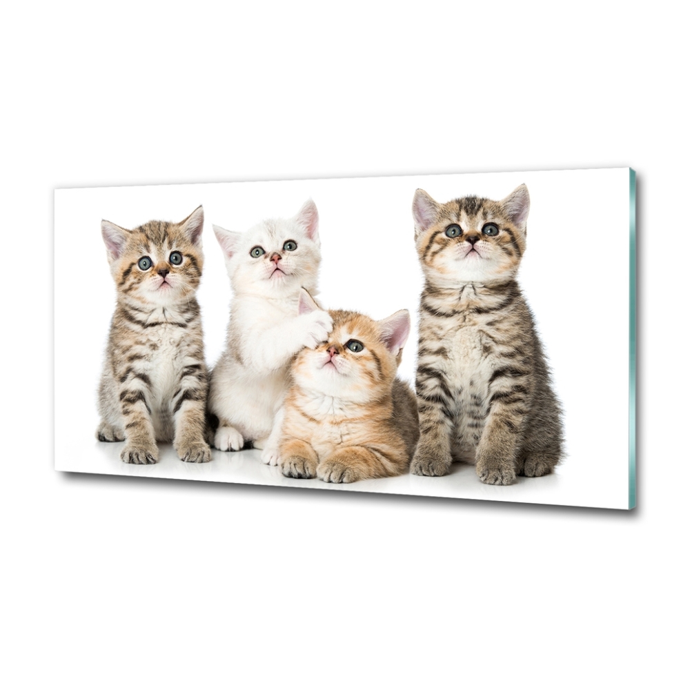 Tableau photo sur verre Petits chats