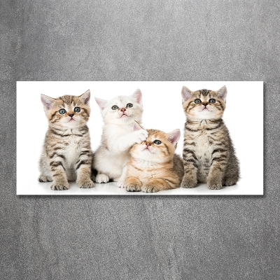 Tableau photo sur verre Petits chats