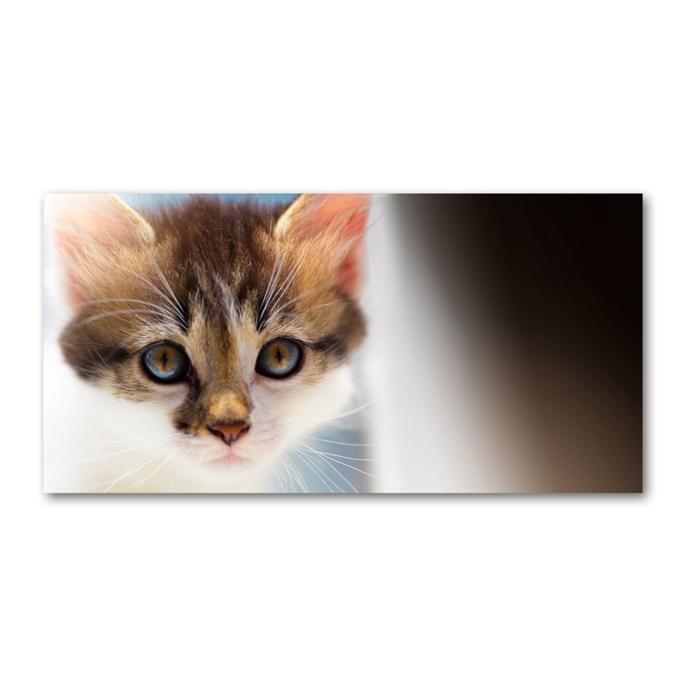 Tableau photo sur verre Petit chat