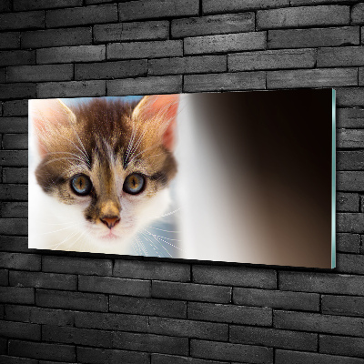 Tableau photo sur verre Petit chat