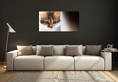 Tableau photo sur verre Petit chat