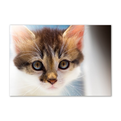 Tableau photo sur verre Petit chat